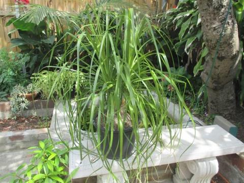 Ponytail Plant double head wellformed plant 60cm tall older Plant