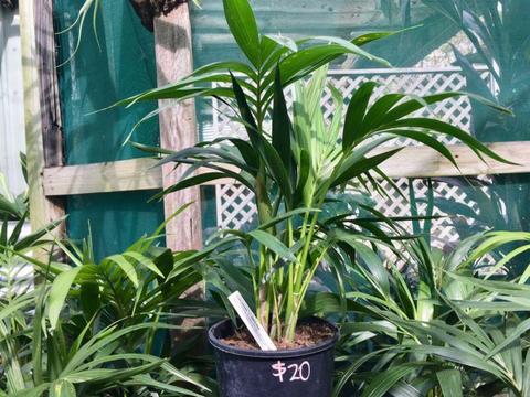Triple planted native shade-loving Kentia Palms $20