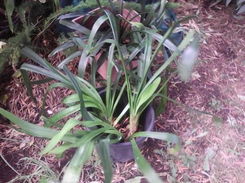 50 Cliveas....Large (50 - 70cm high)..$8 each. Many other plants