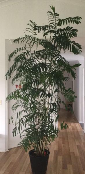 Bamboo Palm Tree large - approx 11ft / 3.3m tall