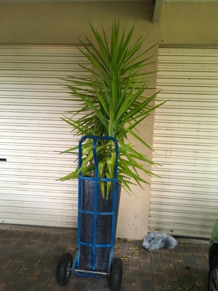Large Yacca for sale