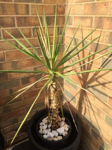 Yucca plant tall large in plastic large pot