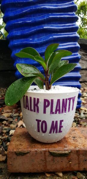 Pot plant succulent cactus philodendron