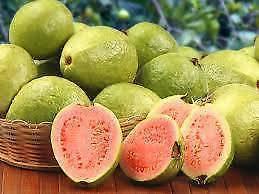 Hawaiian Pink Guava Fruit Tree