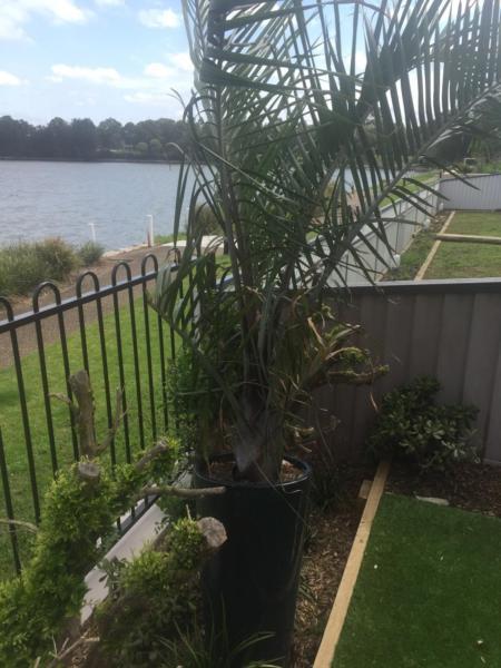 Beautiful Palm tree for sale