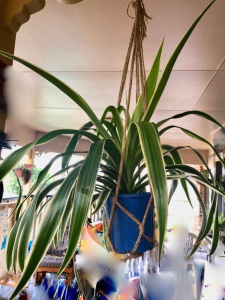 Beautiful spider plants for sell