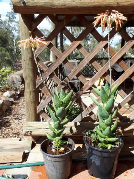 Cactus pot plant