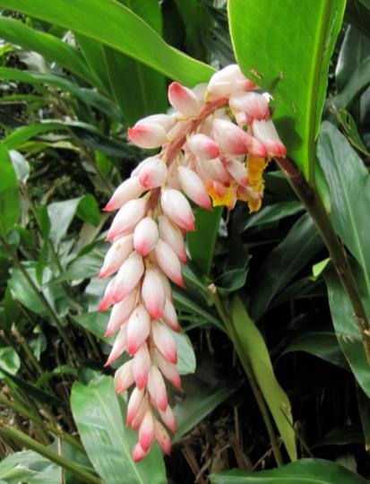 Ornamental ginger - Alpinia zerumbet Variegated Shell Ginger