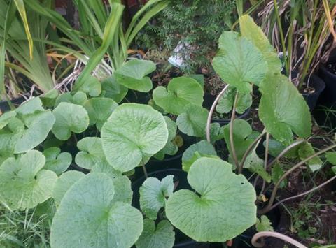 Cheap Japanese Wasabi plants available