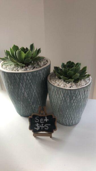 SALE! Succulents & gifts!