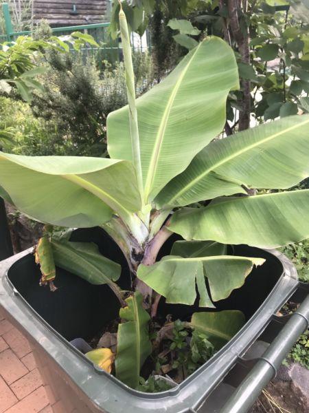 Organic Dwarf Banana Tree 