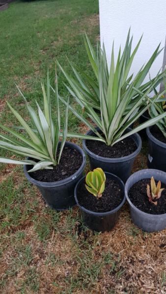 Yukkas and assorted plants