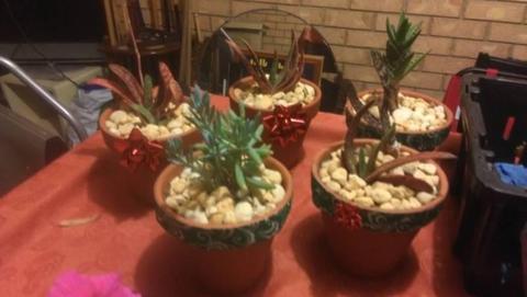 Various Succulents in pots