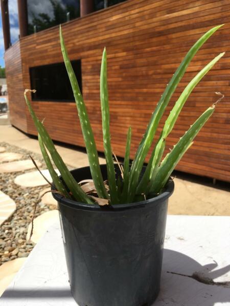 Aloe Vera Plants to go!!!