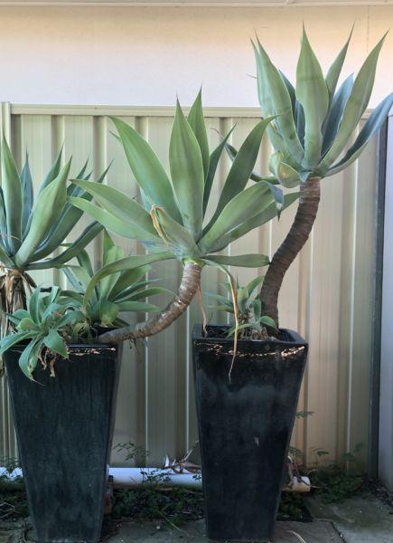 2 large glazed Potted Agave plants - both for $150 or individual $100