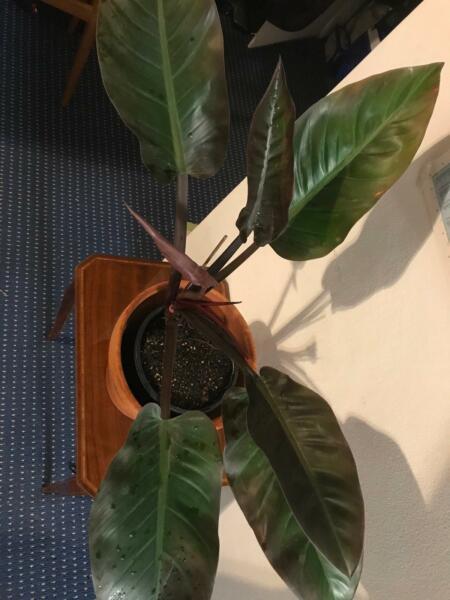 Philadendron Imperial Red