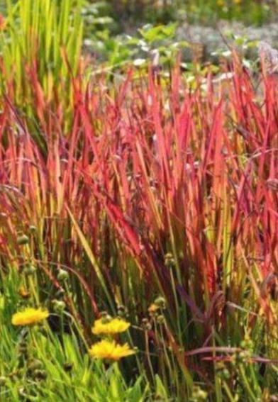 Japanese blood grass plants available