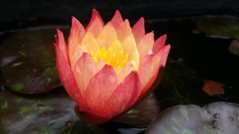 Red Pink White and Yellow pond Water lilies available now