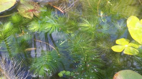 Foxtail oxygenation plants for ponds or aquariums