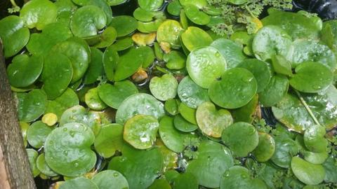 Frogbit floating water pond plant