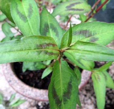 Vietnamese Mint or Rau Ram herb pond plant