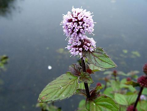 Mentha Aquatica - Watermint pond plant