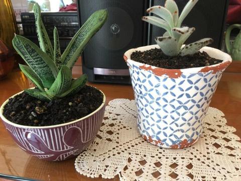 Indoor succulents in decorative pots