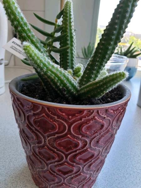Cactus & Succulent Plant