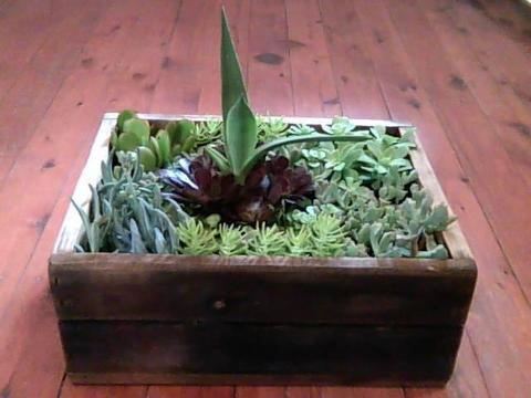 Generous mixture of succulents in a small beer crate