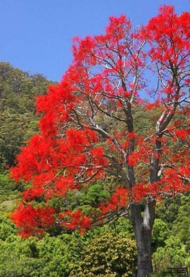 Flame bottle tree - Spectacular red flowering tree-600mm to 700mm