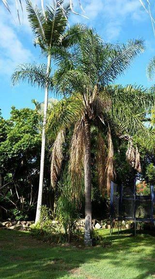 2 x Palm Trees free