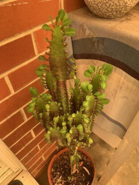 Good Luck Plant Royal Red Cathedral Euphorbia Trigona