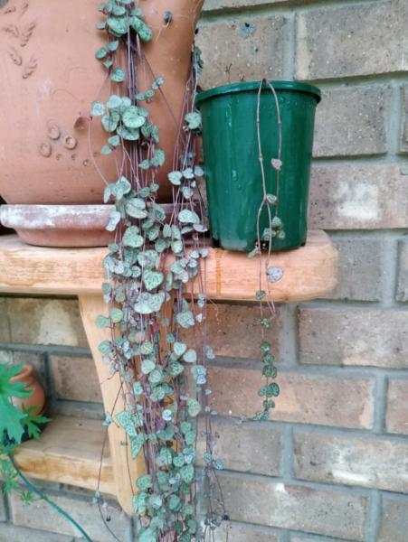 Chain of hearts plant