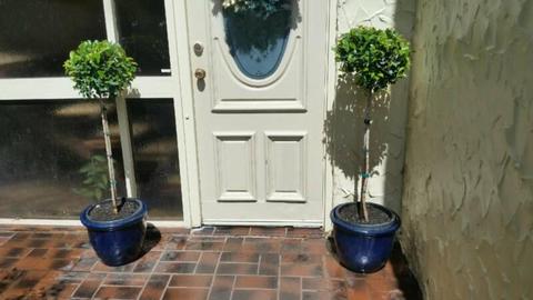 Lilly Pilly Topiaries in Glazed terra cotta pots