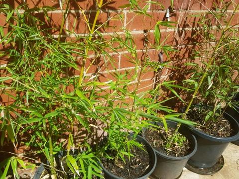 Bamboo plants available $35 each