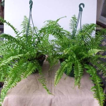 Plant FERN in Hanging basket