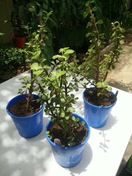 Variety of quality potted plants (Price Negotiable)
