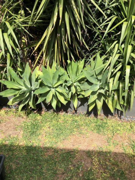 Agaves medium to large sizes available