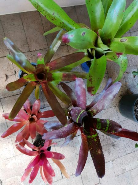 Various bromeliads from $10 to $15