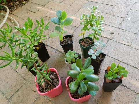 Various succulents, 10 for $25, 3 for $10