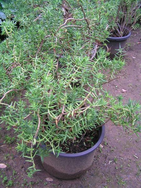 Plants-Crassula Tetragona succulents and other types