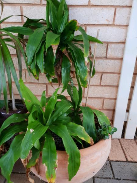 Happy plant in terracotta pot