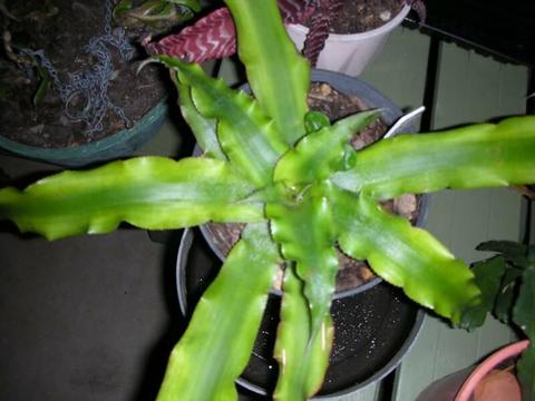 Bromeliad Cryptanthus Aqualis specie*******ONE NICE PLANT******