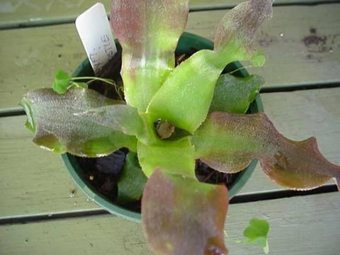 Bromeliad Cryptanthus **********0ne nice plant***************