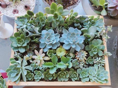 Succulents arrangement for sale