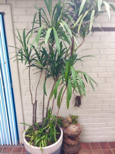 Plant tree 2.3m tall in a large modern pot