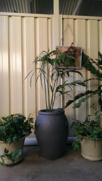 Bamboo palm and large clay pot