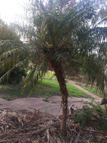 Dwarf palms. (Advanced, trimmed)