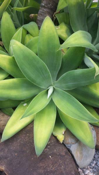 Drought Tolerant Succulent/Agave (very low maintenance)
