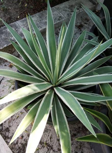 Agave Angustifolia - Drought Tolerant and very low maintenance
